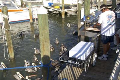 attracting pelicans