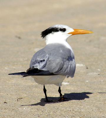 royal tern