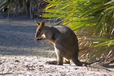 praying kangaroo