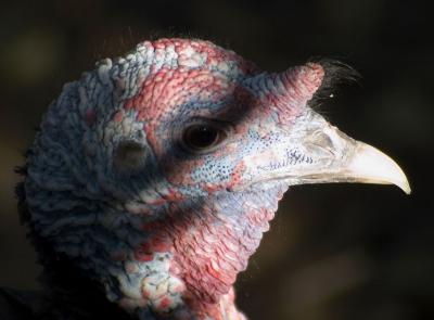 skeptical turkey