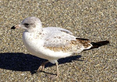 young gull