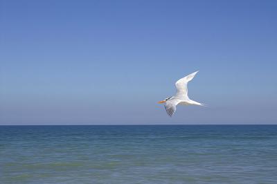 flying tern