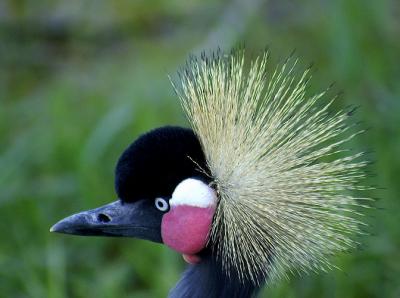 black-crowned crane