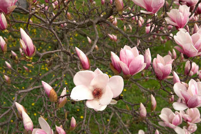 blossoms