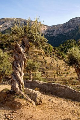 olive tree with terraces