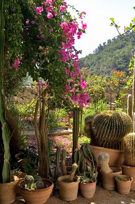 cacti on terrace