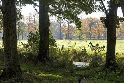 landscape near Friescheveen