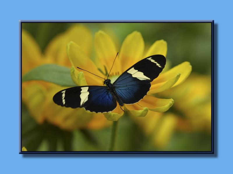 Butterfly_0100.jpg