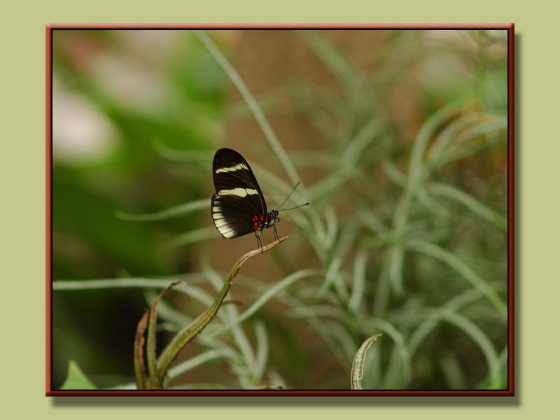 Butterfly_0800.jpg