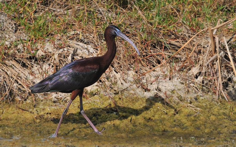 Scarlet Ibis