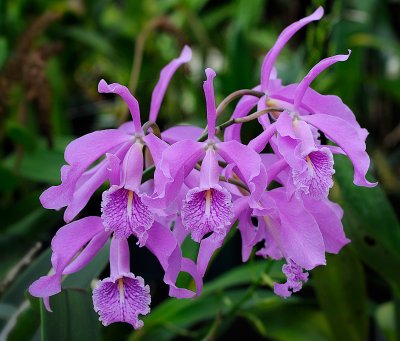 Cattleya maxima