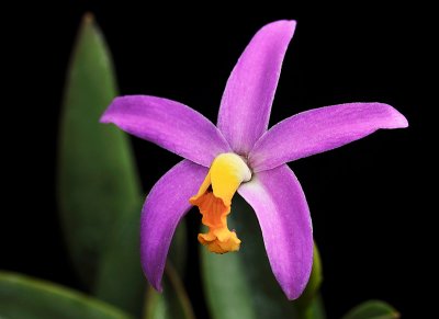 Laelia lucasiana