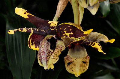 Stanhopea nigroviolacea