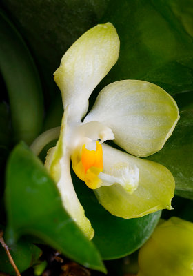 Phalaenopsis micholitzii