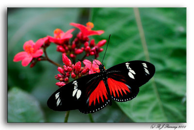 Brookside Garden Butterflies
