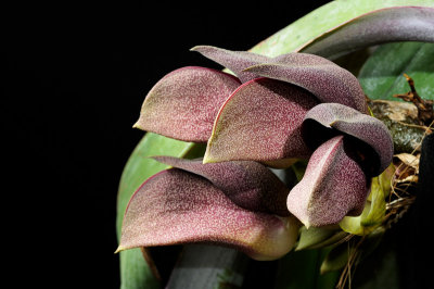 Bulbophyllum orthosepalum