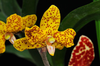 Dimorphorchis lowii (Yellow Form)
