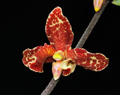 Dimorphorchis lowii (Red Form)
