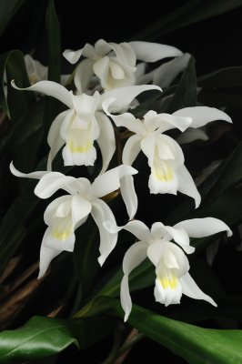 Coelogyne mossiae