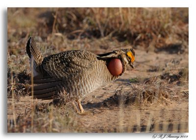 Lesser Prairie Chicken