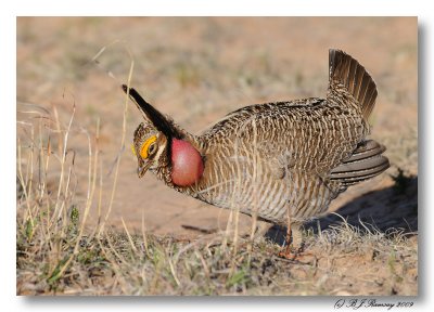 Lesser Prairie Chicken