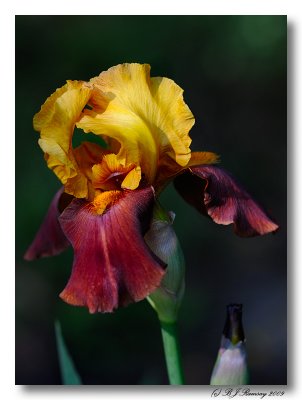 Sunset on an Iris