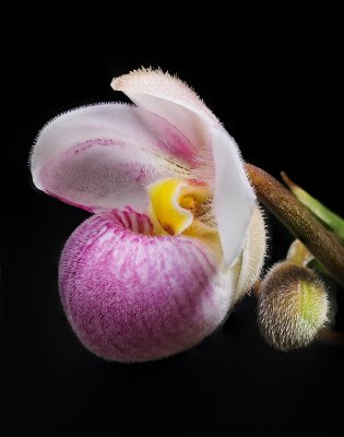 Phragmipedium schlimii