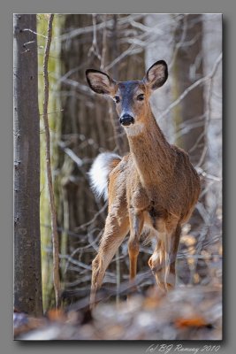 Being Watched at Rock Creek Park