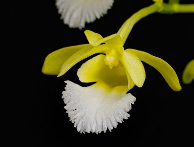 Christensonia vietnamica