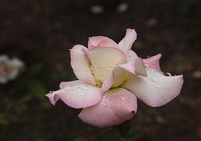 Rose_002.jpg