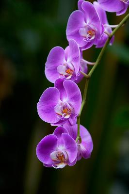 Orchid Class_013.jpg