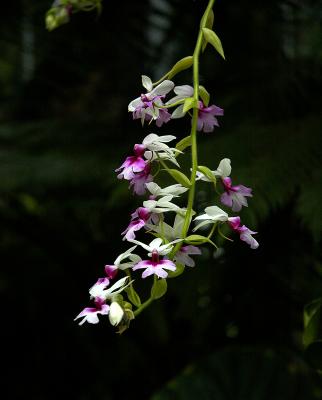 Orchid Class_016.jpg