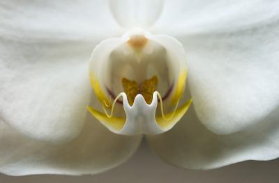 Orchid Class_017.jpg