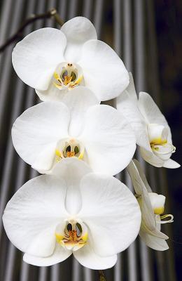 Orchid Class_027.jpg