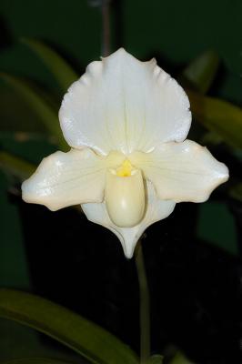 Orchid Class_029.jpg