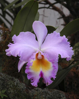 Orchid Class_031.jpg