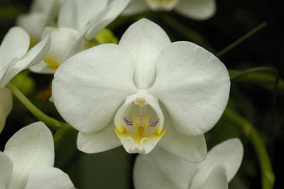Orchid Class_032.jpg