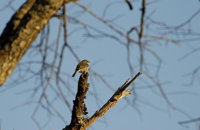 Yellow Rumped Warbler