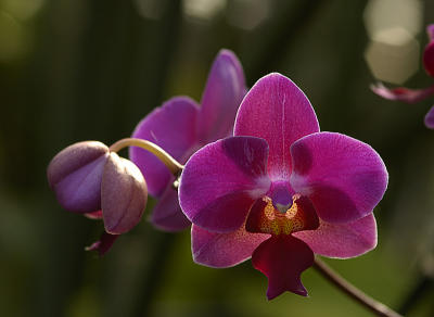 Orchid Class_039.jpg