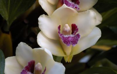 Orchid Class_041.jpg
