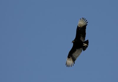 Sunlight on Black Vulture's wing tips.