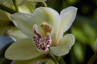 Orchid Class_040.jpg