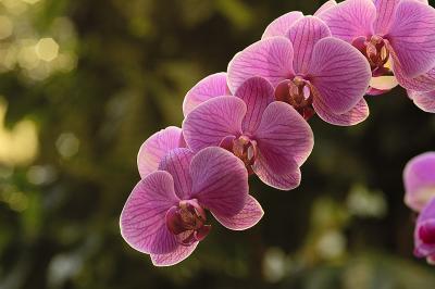 Orchid Class_042.jpg