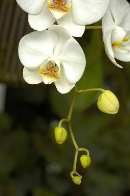 Orchid Class_043.jpg