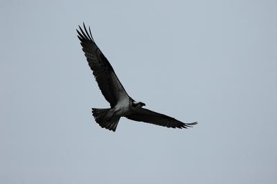 Pax Osprey_002.jpg