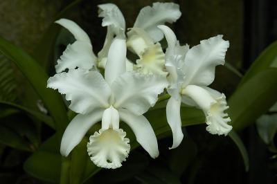 Longwood Orchids_001.jpg