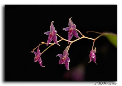 Lepanthopsis astrophora 'Stalky'