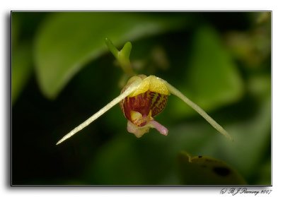 Scaphosepalum sp.