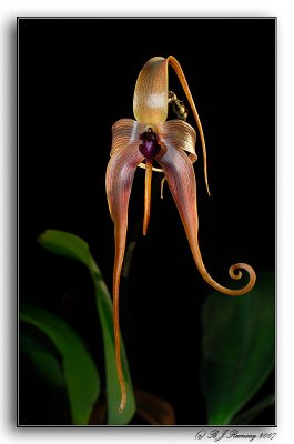 Bulbophyllum echinolabium 'Fly_Delight'