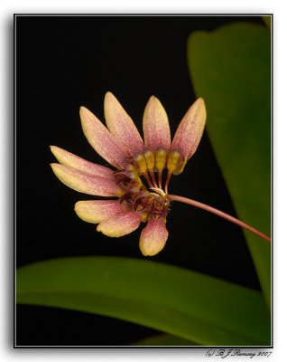 Bulbophyllum pulchrum